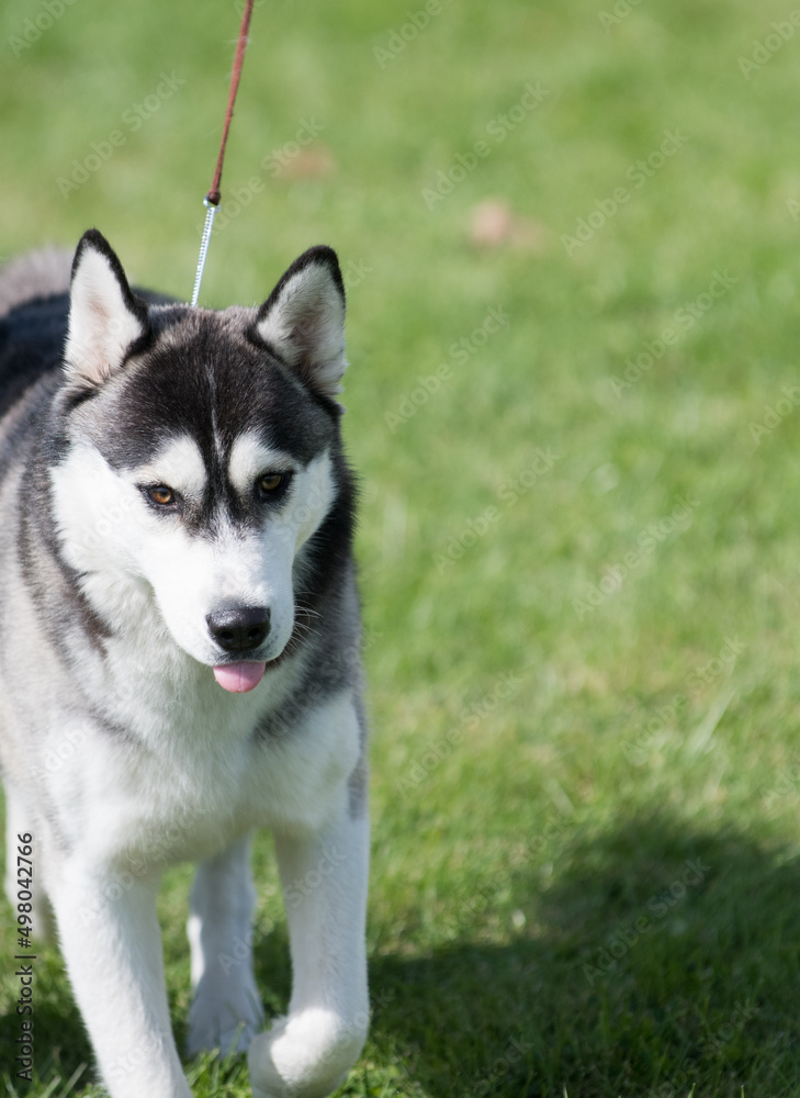 Siberian Husky sticking out their tongue 