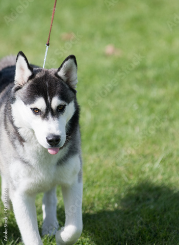 Siberian Husky sticking out their tongue 