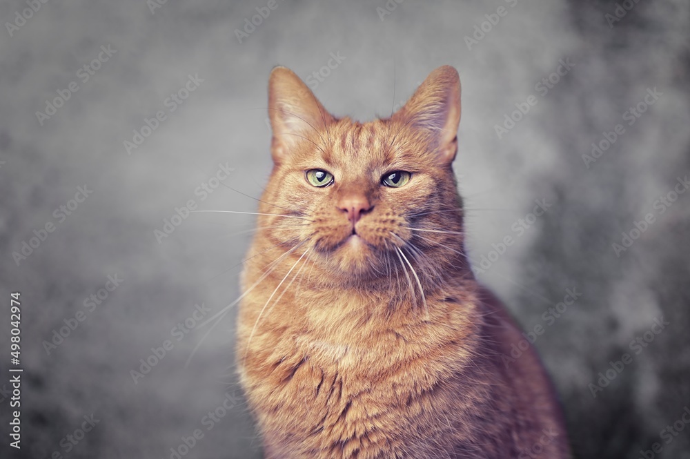 Ginger cat making a face and looking sad at camera. 