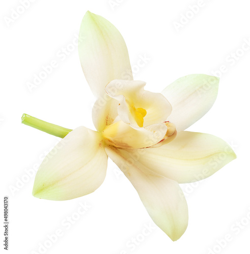 Tender vanilla flower isolated on white background. File contains clipping path. © volff