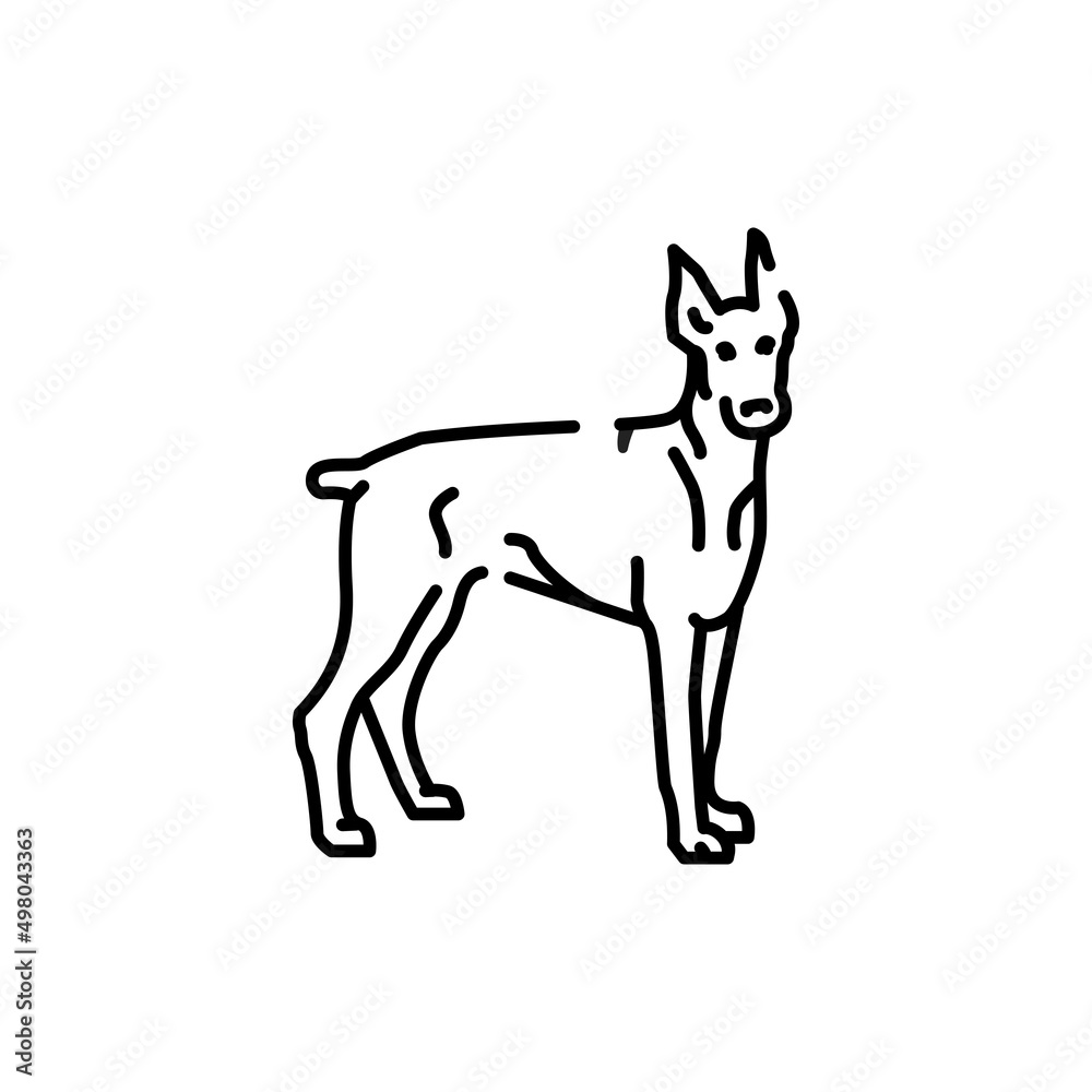 Doberman color line icon. Dog breed.