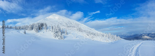 Panoramic landscape of a snowy forest in the mountains on a sunny winter day. Ukrainian Carpathians, near Mount Petros. © volff