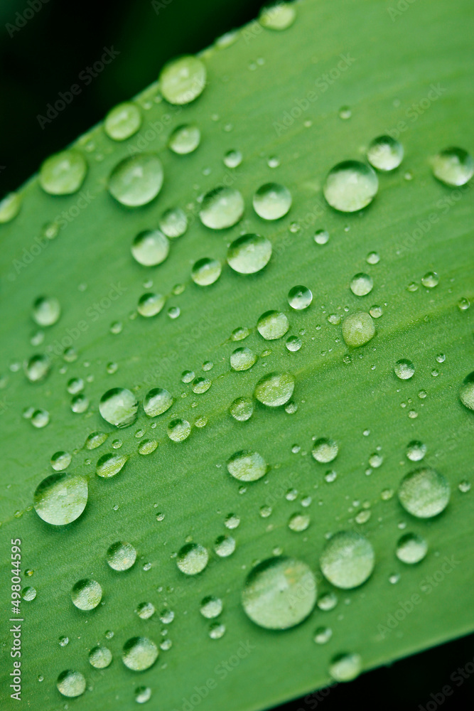 Droplets on iris leaf. Droplets on iris leaf.