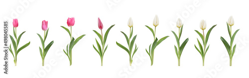 Pink and white tulips realistic 3d big vector illustration set. Colourful tulips with leaves isolated on white. Women day 8 march spring symbol. Bouquet fresh shiny tulips 