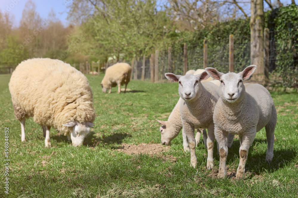 White Flemish sheep and lambs in the meadow in Spring time White Flemish sheep and lambs in the meadow in Spring time