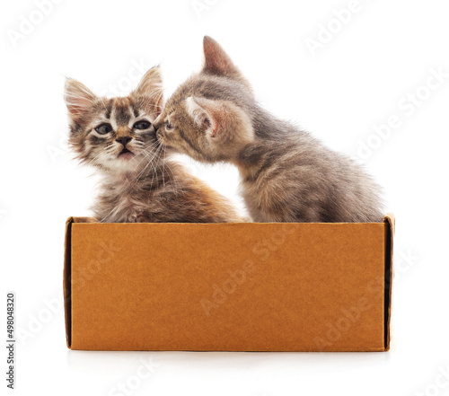 Two kittens in a box.