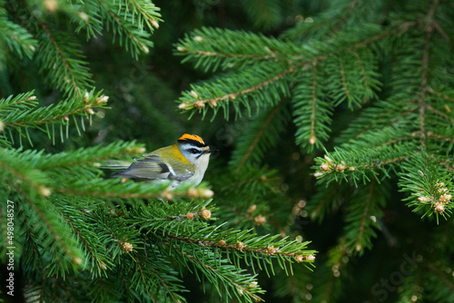 A small and colorful Common firecrest, Regulus ignicapillus in the middle of Spruce branches in Estonian boreal forest © adamikarl