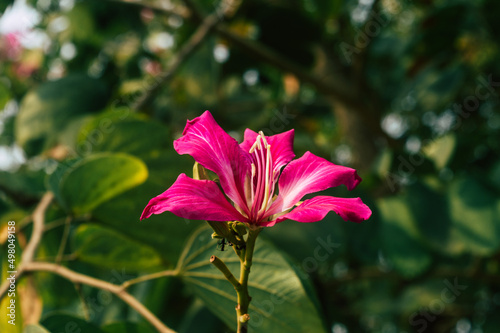 Beautiful Pink flower isolated from green leaves in the garden background. Close Up