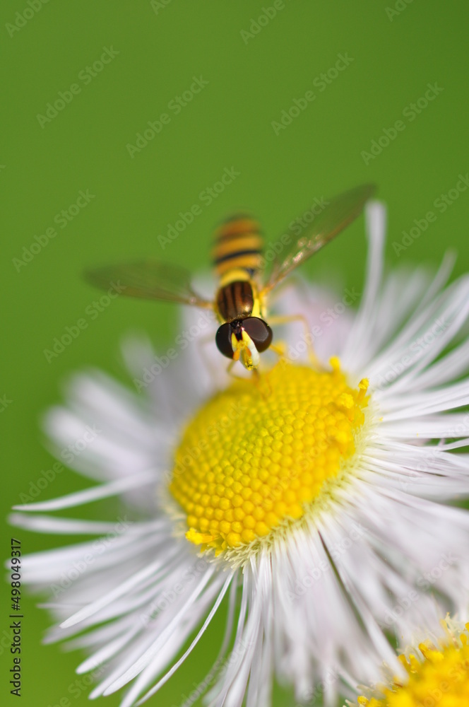 Obraz premium ハルジオン