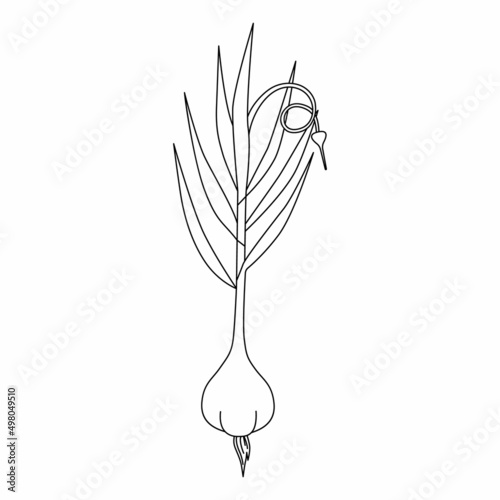 Cartoon garlic with stem, leaf, cloves. Black and white vector illustration for coloring book. Healthy organic vegan food. Proper nutrition