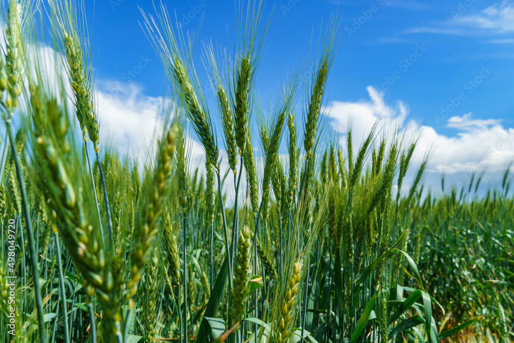 agricultural field with young green wheat sprouts, bright spring landscape on a sunny day, blue sky as background