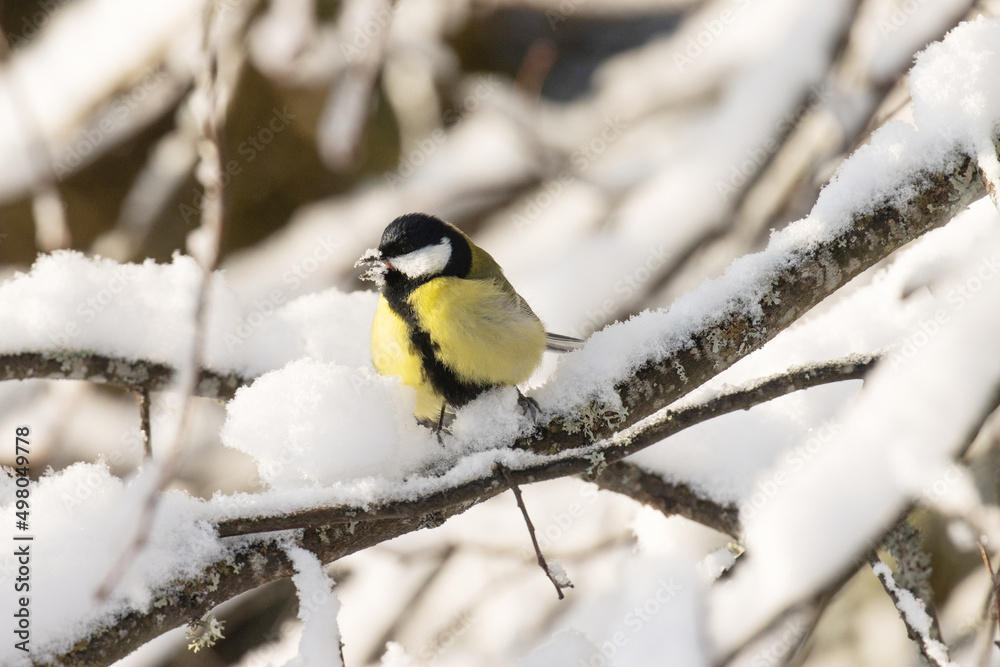A small Great tit eating snow on a branch in wintry boreal forest A small Great tit eating snow on a branch in wintry boreal forest