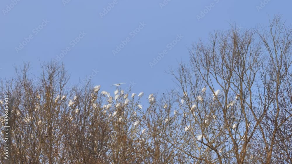 Western Cattle Egret - Bubulcus Ibis in flock above a tree branch against the clear blue sky. Sunset time. Preparation for the night. Bird watching, wildlife. Western Cattle Egret - Bubulcus Ibis in flock above a tree branch against the clear blue sky. Sunset time. Preparation for the night. Bird watching, wildlife.