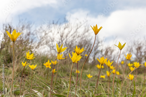 Wild tulips of Biberstein on the Guberlinsky mountains. Orenburg region, Southern Urals, Russia. © Anton Buymov