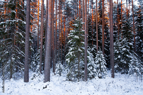 Snowy and darkening coniferous boreal forest in Estonia during a cold winter day