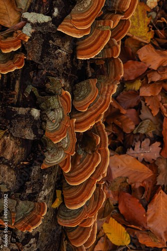 A Woody Shelf Fungi from the polypores family polyporaceae . photo