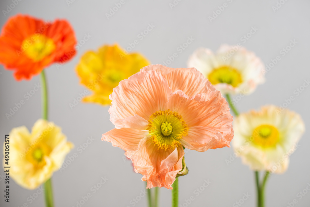 Obraz premium Mohnblumen in verschiedenen Farben