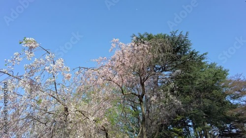 Wallpaper Mural 東京都新宿区にある新宿御苑に咲く満開の桜の景色 Torontodigital.ca