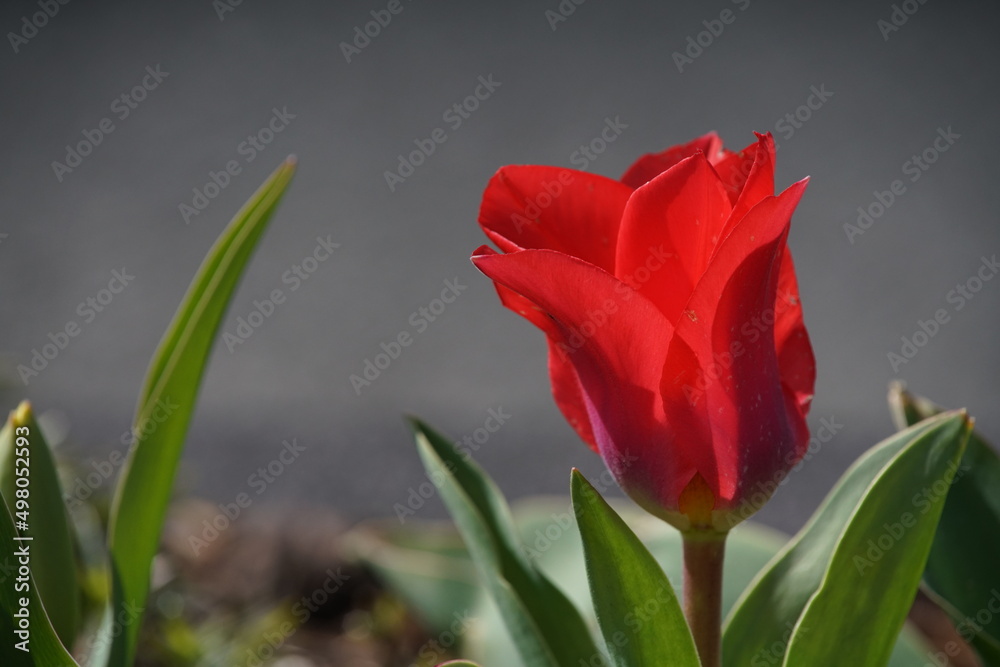 Rote Tulpe im Gegenlicht im Frühling mit neutralem grauen Hintergrund, Muttertag Rote Tulpe im Gegenlicht im Frühling mit neutralem grauen Hintergrund, Muttertag