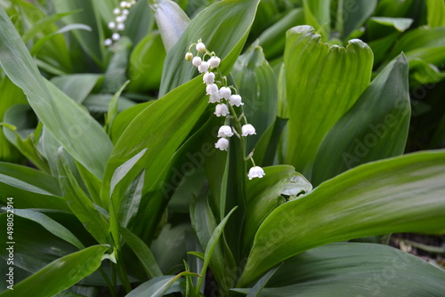                                                                    .                            . White lily of the valley on a green background of leaves. Spring flowers.