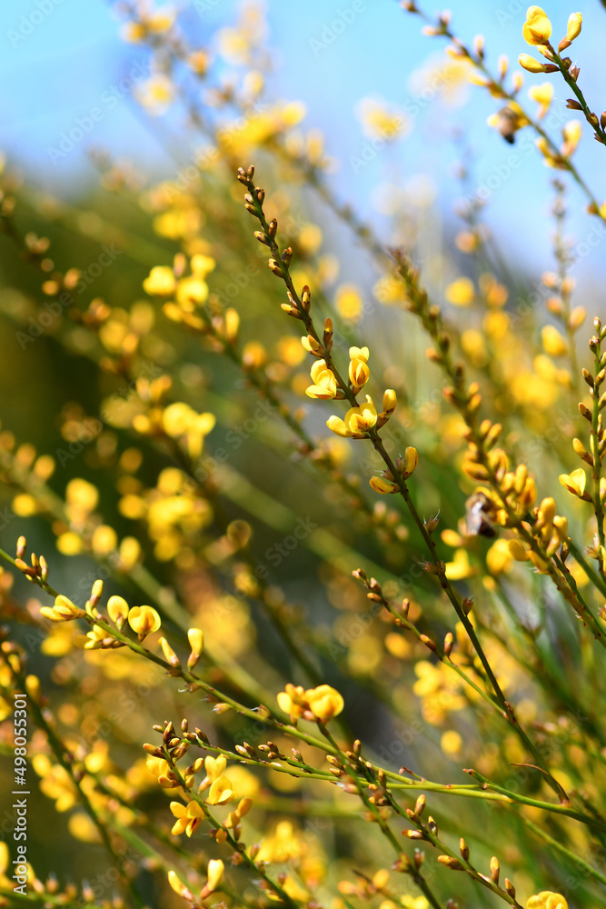 Yellow flowers and rush-like phyllodes of the Australian Native Broom, Viminaria juncea, family Fabaceae, growing in Sydney heath. Endemic to moist temperate south west, and east coast of Australia Yellow flowers and rush-like phyllodes of the Australian Native Broom, Viminaria juncea, family Fabaceae, growing in Sydney heath. Endemic to moist temperate south west, and east coast of Australia