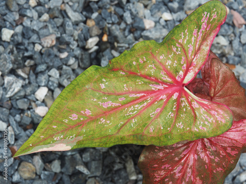 caladium bicolor clolorfull of leafe plant qeen of leafe  photo