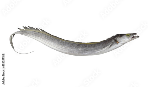 Ribbon fish or beltfish isolated on white background
