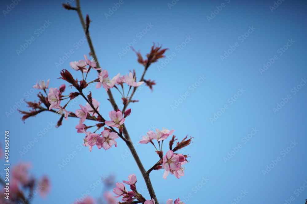 Frühling in der Natur mit jung wachsenden, frisch austreibenden Pflanzen und Blumen, Erneuerung Frühling in der Natur mit jung wachsenden, frisch austreibenden Pflanzen und Blumen, Erneuerung
