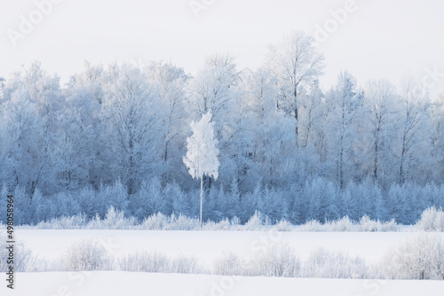 A Birch tree standing in the middle of frosty landscape in Estonia, Northern Europe © adamikarl