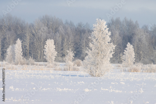 Frosty Silver birch trees on a snowy field during a cold winter day in Estonia 