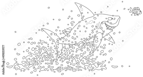 Funny great white shark and a small striped fish in splashes jumping out of water in a tropical sea, black and white vector cartoon illustration for a coloring book page