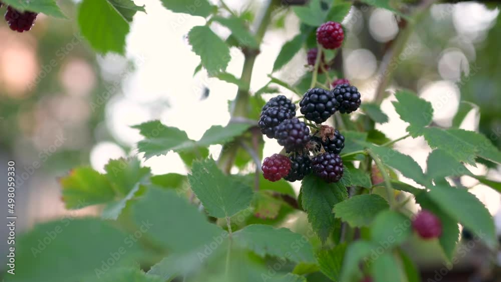 Bunches of ripe black raspberries. juicy and ripe berries. Bunches of ripe black raspberries. juicy and ripe berries.