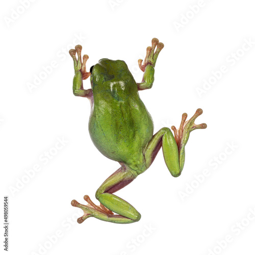 Top view of Green tree frog aka Ranoidea caerulea. Isolated on a white background.
