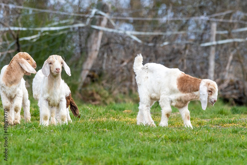 little goats playing in the field