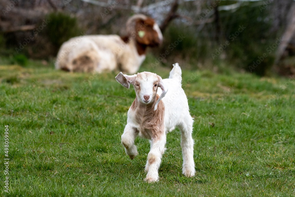young goat jumping in the field young goat jumping in the field