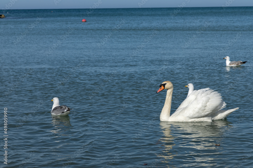 Obraz premium family of swans at meals 
