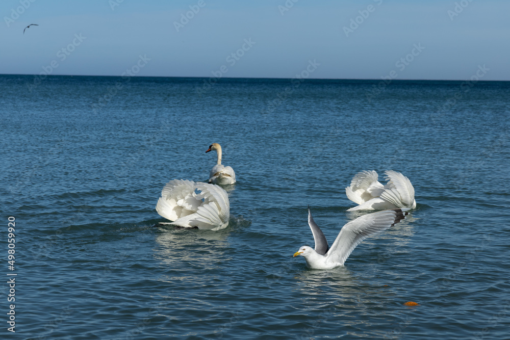 swans on the sea and seagulls swans on the sea and seagulls