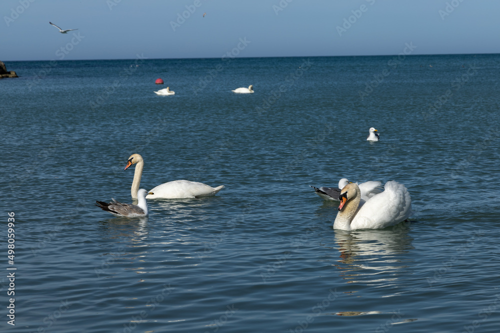 family of swans at meals 