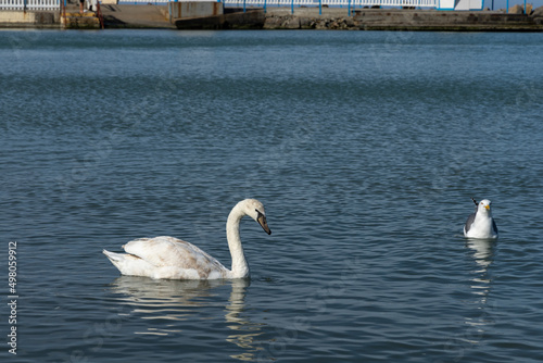 swans on the water