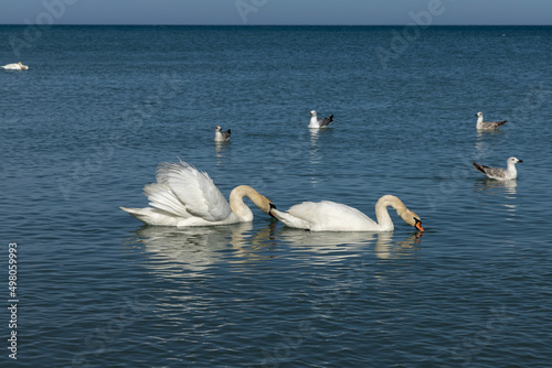 family of swans at meals 