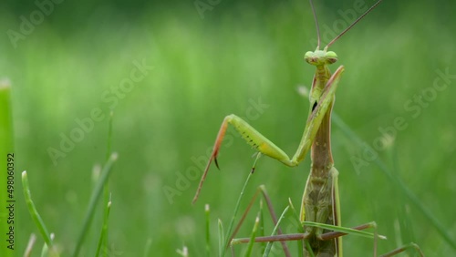 Close-up of a praying mantis on green grass. Praying mantis is an insect that belongs to the order Mantodea