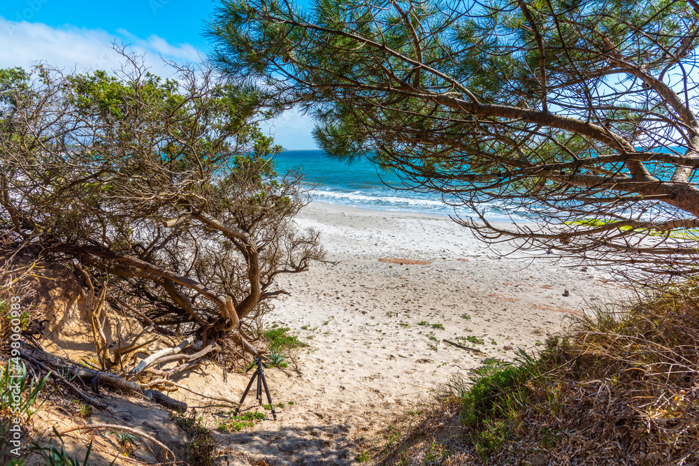 Pine trees in Maria Pia beach shore Pine trees in Maria Pia beach shore