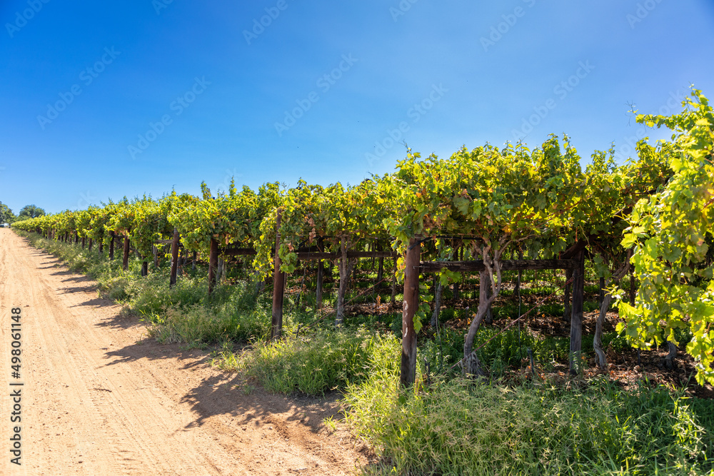 Rows of vines in a vineyard. On the lefthand side is a gravel road leading into the distance,