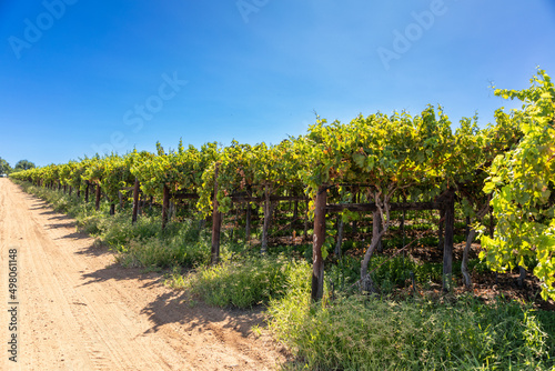 Rows of vines in a vineyard. On the lefthand side is a gravel road leading into the distance, photo