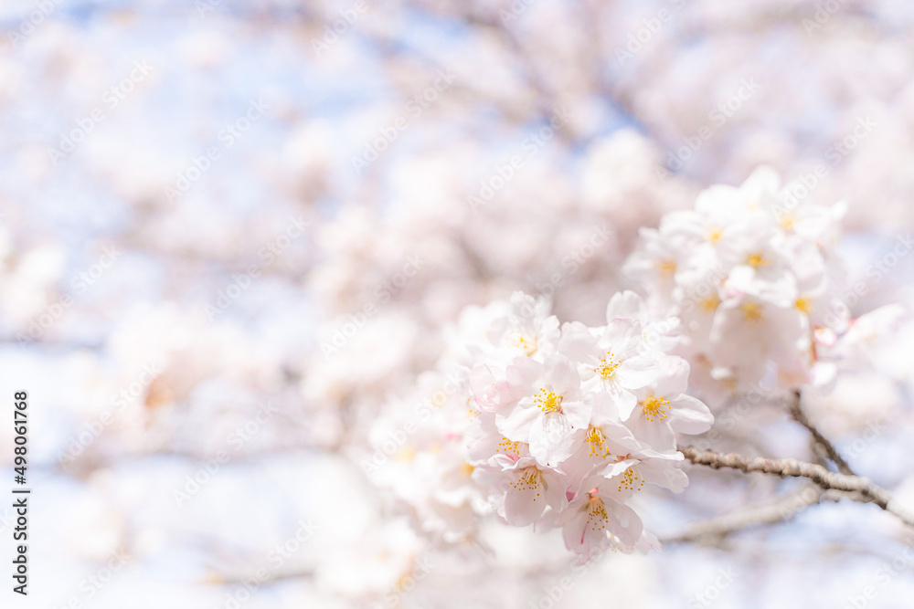 満開の桜