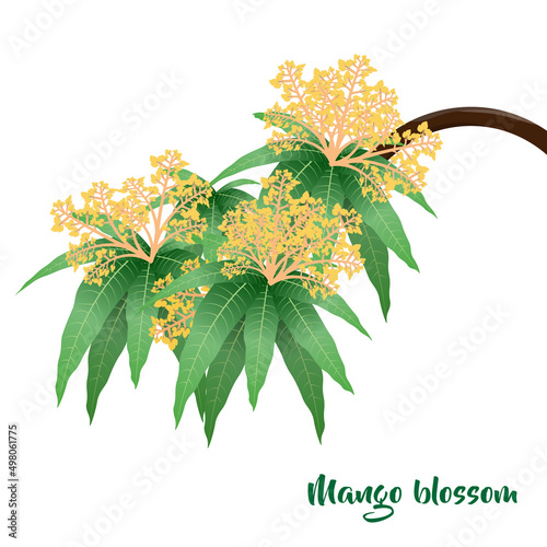 A branch of mango blossom. Mango flower vector isolated on white background

