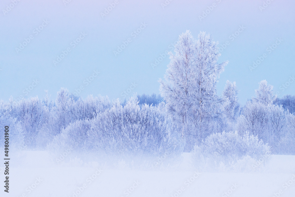 Willows and Birch trees on a really cold winter evening with mist and frost in Estonia, Northern Europe Willows and Birch trees on a really cold winter evening with mist and frost in Estonia, Northern Europe