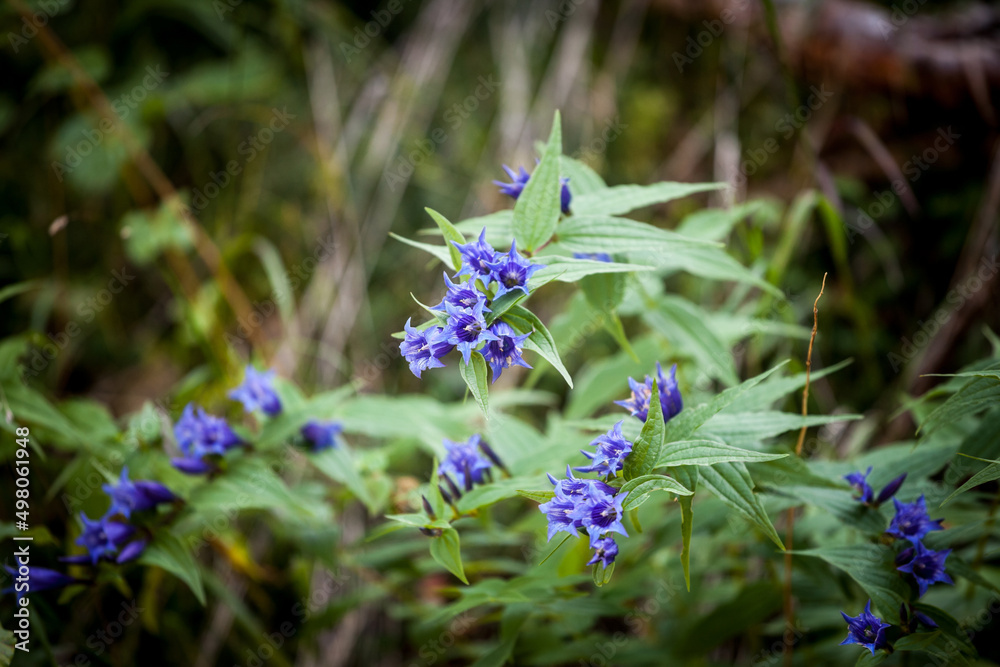 Selective blur on a willow gentian with its deep blue petals in summer, in Slovenia, in Julian alps. Also called Gentiana Asclepiadea, it's a typical alpine summer flower, blue or purple. .. Selective blur on a willow gentian with its deep blue petals in summer, in Slovenia, in Julian alps. Also called Gentiana Asclepiadea, it's a typical alpine summer flower, blue or purple. ..