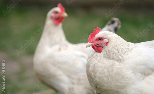 Two white chickens are rowing in the fallen leaves. 