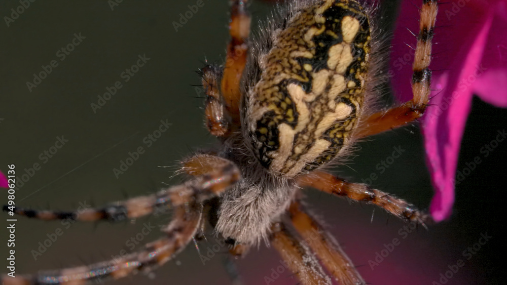 Fototapeta premium Close-up of large spider on flowers. Creative. Big beautiful spider with pattern on its back sits on flowers. Wild meadow spider on flower petals. Macrocosm of summer meadow